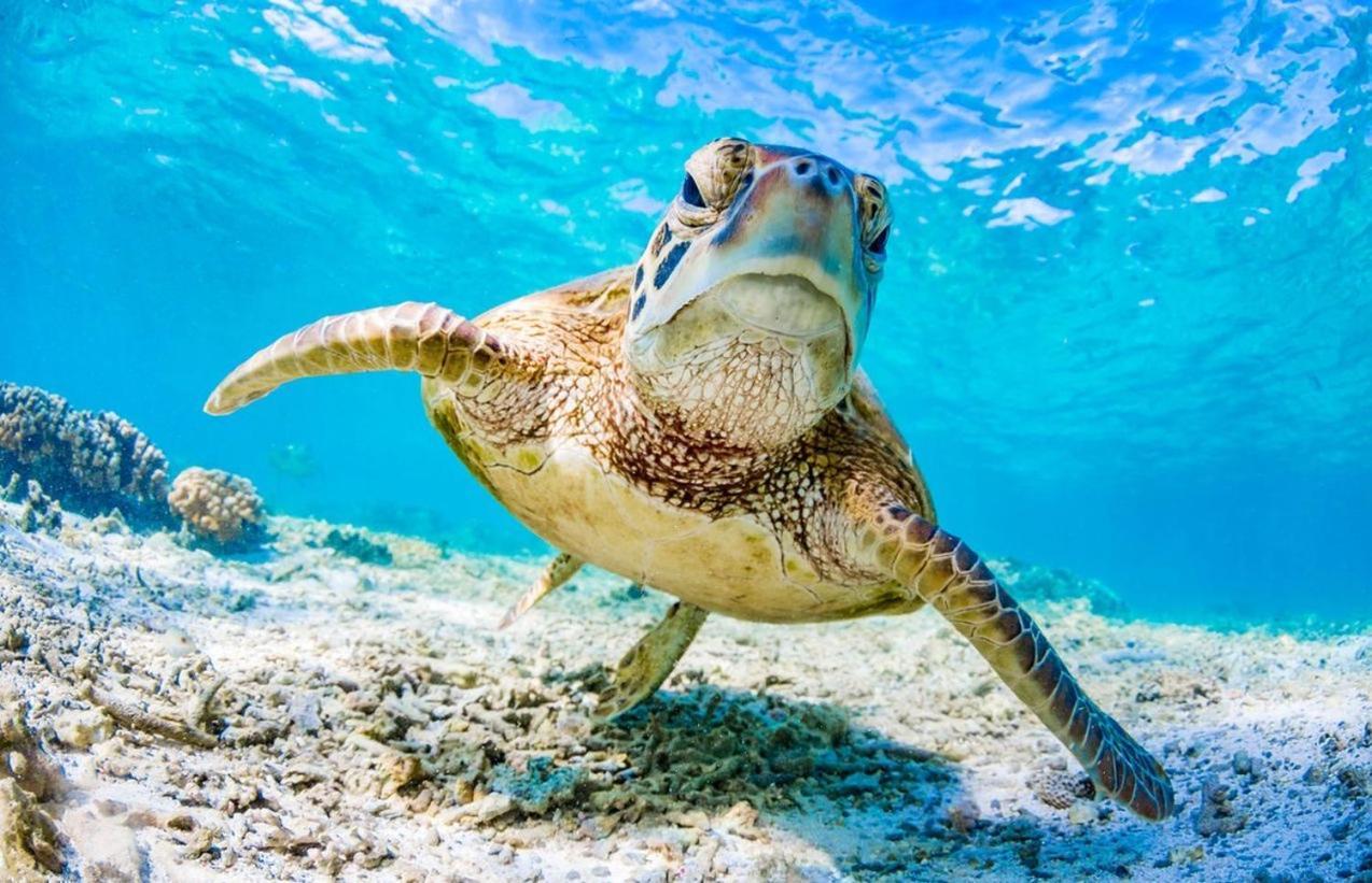 克利夫顿海滩Seaturtle公寓 外观 照片
